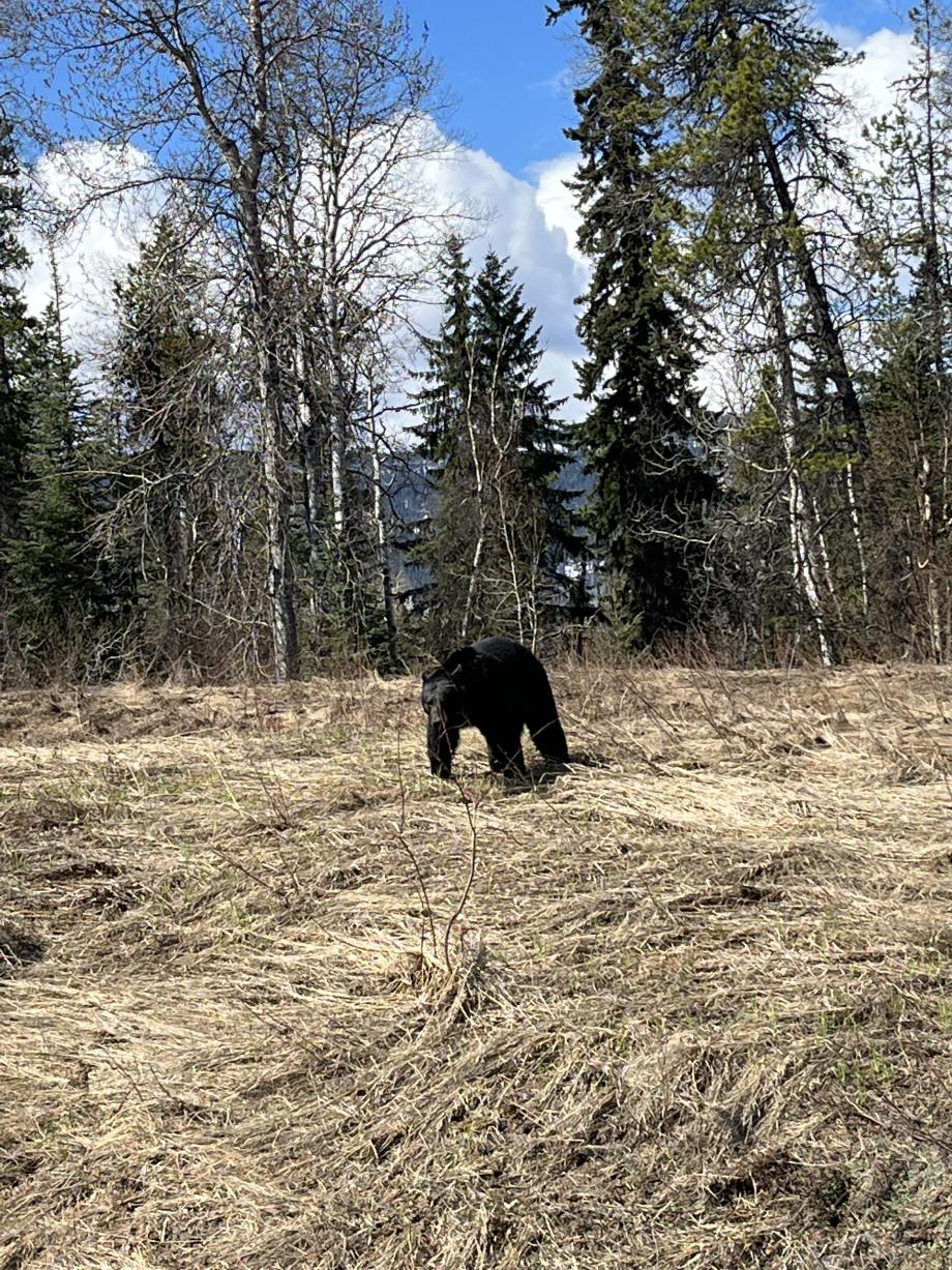 een grote zwarte beer