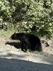 grote zwarte beer van 1 meter afstand