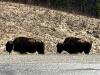 bisons/buffelo's